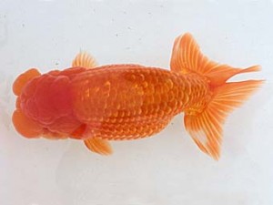 西日本金魚愛好会　立行司　臼杵直樹　大分B