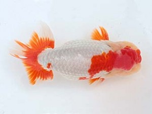 西日本金魚愛好会　東取締　石橋俊美　中九州