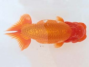 西日本金魚愛好会　西取締　荒木義和　宮崎優魚会