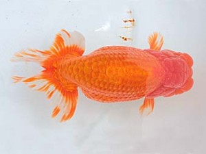 西日本金魚愛好会　東大関　堀谷博之　下関観魚会