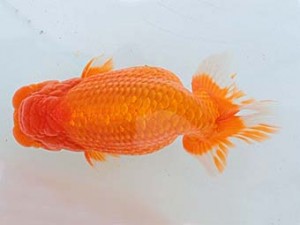 西日本金魚愛好会　西大関　堀谷博之　下関観魚会