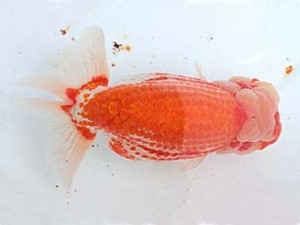 西日本金魚愛好会　立行司　前間昭秀　若楠会