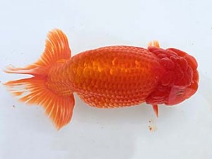 西日本金魚愛好会　東取締　野田三成　西日本金魚愛好会