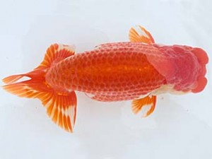 西日本金魚愛好会　西取締　出口義幸　西日本金魚愛好会