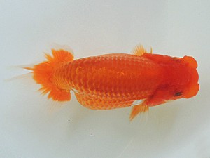 豊橋優遊会　東大関　岡田幾三　西尾