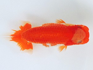 豊橋優遊会　西大関　清田良也　豊橋