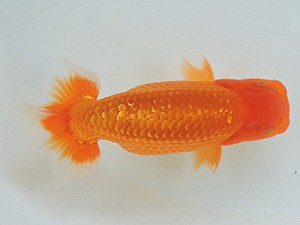 豊橋優遊会　立行司　小澤忠幸　沼津