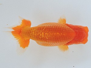 豊橋優遊会　取締一　杉本俊幸　碧南