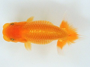 豊橋優遊会　取締二　東山靖章　大垣