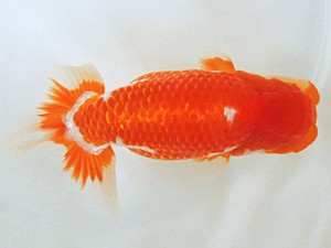 豊橋優遊会　東大関　鈴木初男　西尾