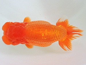 豊橋優遊会　西大関　大久保敏男　豊橋