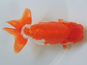 豊橋優遊会　取締一　板倉一清　蒲郡