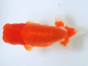 豊橋優遊会　取締二　清田良也　豊橋