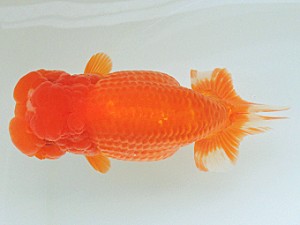 豊橋優遊会　東大関　向坂武義　豊川