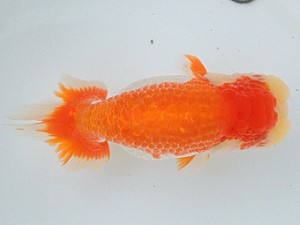 豊橋優遊会　西大関　川口敦司　稲沢