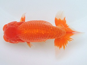 豊橋優遊会　立行司　川口　功　あま市