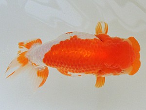 豊橋優遊会　取締一　大河内正行　津市