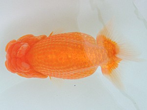 豊橋優遊会　取締二　川口　功　あま市