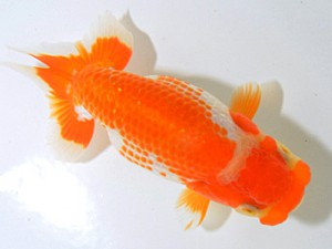 山梨錦城会 東大関 小山徹志 山梨錦城会 東大関 小山徹志