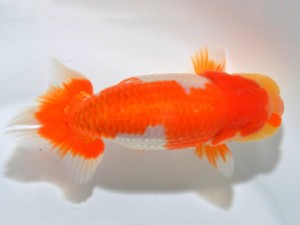 山梨錦城会 西大関 平野良則 山梨錦城会 西大関 平野良則