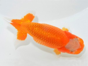 山梨錦城会 立行司 山崎晴彦 山梨錦城会 立行司 山崎晴彦