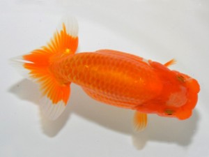 山梨錦城会 取締一 小山徹志 山梨錦城会 取締一 小山徹志