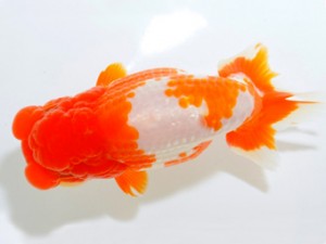 山梨錦城会 東大関 小山徹志 山梨錦城会 東大関 小山徹志