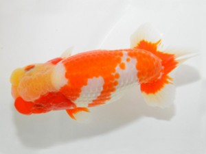 山梨錦城会 西大関 小山徹志 山梨錦城会 西大関 小山徹志