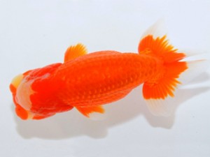 山梨錦城会 立行司 小山徹志 山梨錦城会 立行司 小山徹志