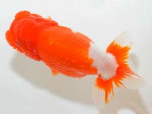 山梨錦城会 取締一 田中晃幸 山梨錦城会 取締一 田中晃幸