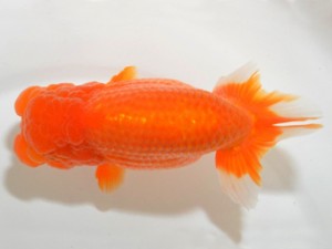 山梨錦城会 取締二 平野良則 山梨錦城会 取締二 平野良則