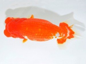 山梨錦城会 西大関 小山徹志 山梨錦城会 西大関 小山徹志