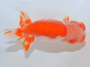 山梨錦城会 立行司 平野良則 山梨錦城会 立行司 平野良則