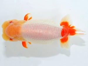 山梨錦城会 取締一 平野良則 山梨錦城会 取締一 平野良則