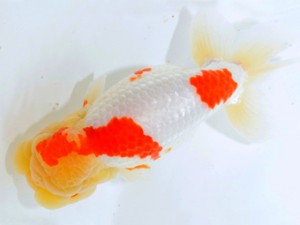 山梨錦城会 取締二 志村雄二 山梨錦城会 取締二 志村雄二