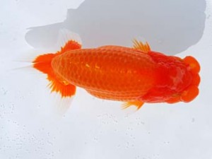 横浜観魚会　東大関　紅華　吉野美文　千葉