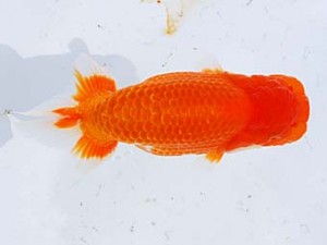 横浜観魚会 勧進元一夢望　村田祐則　相模原