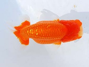 横浜観魚会 勧進元二　連斗　羽鳥容平　藤沢