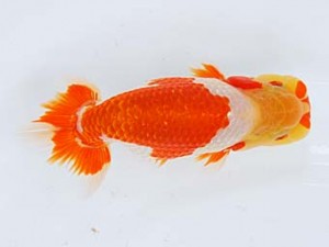 横浜観魚会 行司一　あずき　影山　繁　沼津