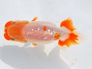 横浜観魚会 行司二　黒鹿　目黒康弘　東京