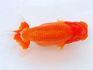 横浜観魚会 行司三　りんご　芳賀孝泰　横浜