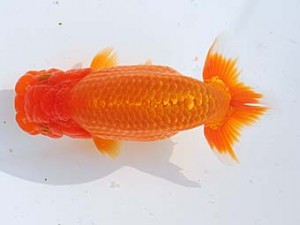 横浜観魚会 脇行司一　昇龍　加藤貞信　横浜