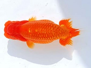 横浜観魚会　西大関　刀八毘沙門　齋藤一成　東京