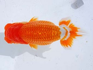 横浜観魚会　取締一　紅虎　安田英一　川崎