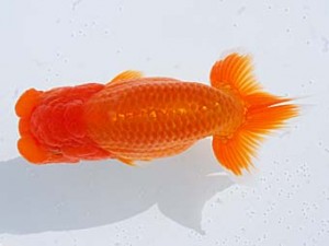 横浜観魚会　取締二　紗夢来　篠　孝利　東京