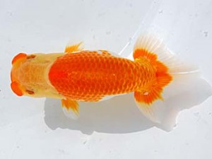 横浜観魚会 東関脇　みかん　藤川直子　横浜