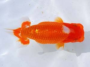 横浜観魚会 西関脇　越山　瀬野正樹　徳島