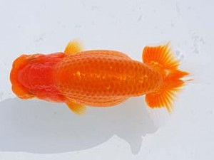 横浜観魚会 東小結　小鶴　鶴岡喜市　横浜