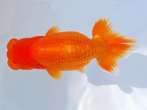 横浜観魚会 西小結　越山　瀬野正樹　徳島