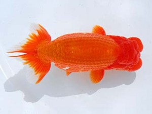 横浜観魚会　東大関　チャボ　田村　智　横浜